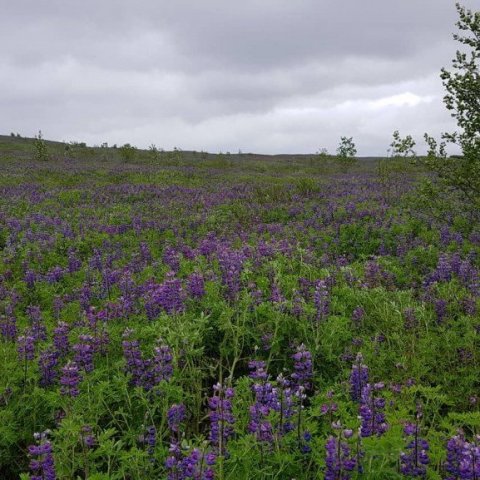 Birki og víðir nær smám saman að koma sér fyrir í lúpínunni en hraðar gengur ef landið er unnið og gróðursett í það. Ljósmynd: Hreinn Óskarsson