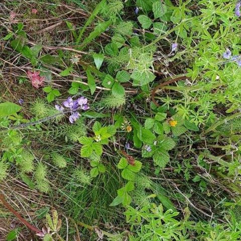 Grastegundir, kornsúra túnfífill og hrútaber í fóstri hjá lúpínunni. Ljósmynd: Hreinn Óskarsson