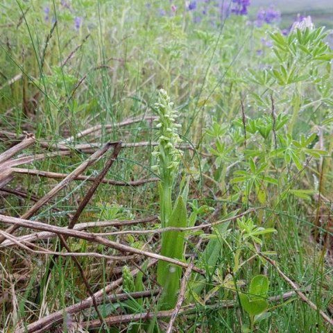 Brönugras er ein þeirra tegunda sem nú má sjá á ný á Haukadalsheiði eftir að lúpínan hefur búið til jarðveg í auðninni. Ljósmynd: Hreinn Óskarsson