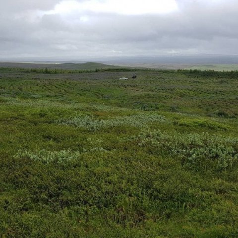 Fræ ýmissa villtra tegunda geta borist af nálægum svæðum sem ekki blésu upp. Ljósmynd: Hreinn Óskarsson