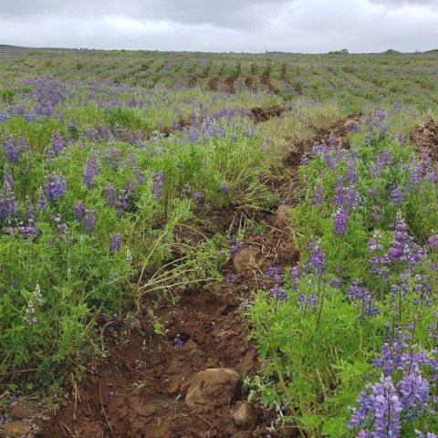 Jarðunnið svæði í lúpínubreiðu. Hér fá trjáplönturnar gott set og tækifæri til að vaxa upp við bæði góða birtu og næringu. Ljósmynd: Hreinn ÓskarssonLjósmynd: Hreinn Óskarsson
