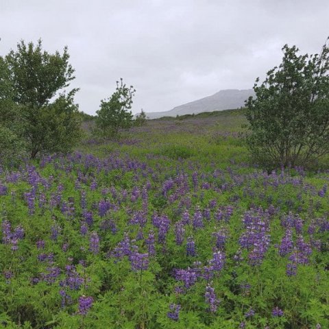Birkið nýtur góðs af næringunni sem lúpínan gefur. Ljósmynd: Hreinn Óskarsson