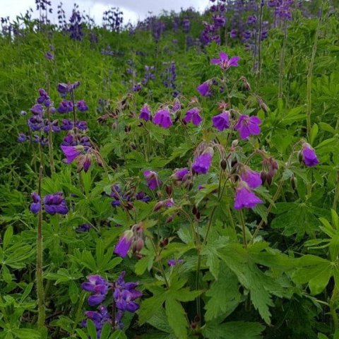 Blágresið blíða er nú komið aftur á Haukadalsheiðina fyrir tilstuðlan lúpínunnar eins og ýmsar aðrar rammíslenskar tegundir, grös, súrur, brönugrös og fleira. Nú er birki sett í plægðar lúpínubreiður í stað birkis sem hverfur vegna Brúarvirkjunar. 