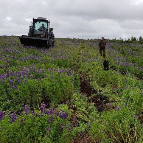 Jarðvinnsla í lúpínubreiðu á Haukadalsheiði. Ljósmynd: Hreinn Óskarsson