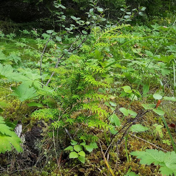 Fyrsta sjálfsána marþöllin á Íslandi fannst við Jökullæk í Hallormsstaðaskógi. Myndina tók Þröstur Eysteinsson 2018