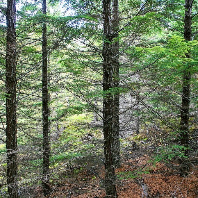 Marþöll við Jökullæk í Hallormsstaðaskógi þar sem hún er farin að mynda fallega lundi. Merkilegt er hvað hún verður beinvaxin miðað við að toppurinn er alltaf slútandi. Mynd: Þröstur Eysteinsson