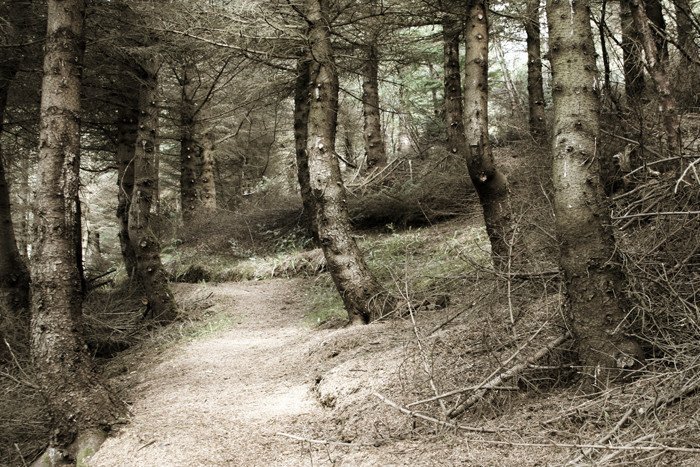 Fjölmargar gönguleiðir liggja um þjóðskóga landsins og eru sumar merktar en aðrar ekki. Ljósmynd: Esther Ösp Gunnarsdóttir