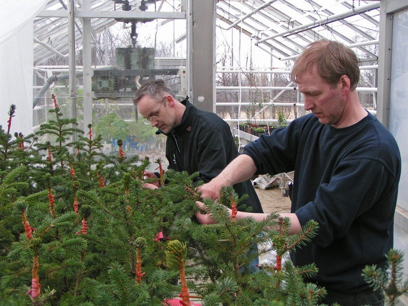 Unnið í gróðurhúsi á Mógilsá