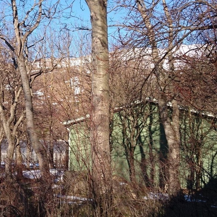 Þessi mynd er tekin á sama stað hálfri öld síðar, nú í marsmánuði 2017. Byggingin er á sínum stað en umhverfið hefur gjörbreyst. Þar sem áður var vindasamt og hrjóstrugt bersvæði er nú skjólgóður og gróskumikill skógur.. Ljósmynd: Edda S. Oddsdóttir