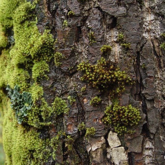 (mynd: Hreinn Óskarsson)