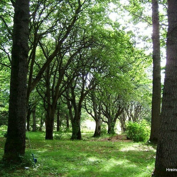 (mynd: Hreinn Óskarsson)