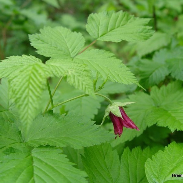 (mynd: Hreinn Óskarsson)