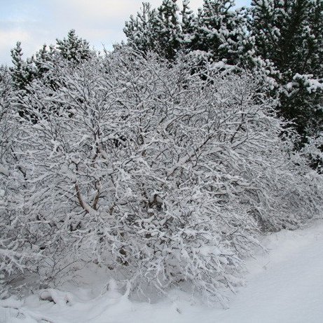 (mynd: Þröstur Eysteinsson)
