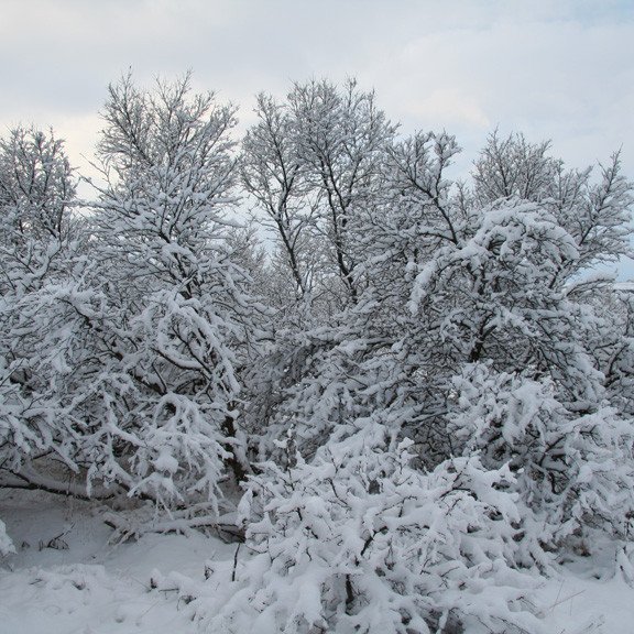 (mynd: Þröstur Eysteinsson)