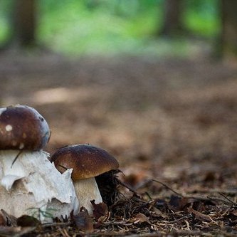 (mynd: Edda S. Oddsdóttir)