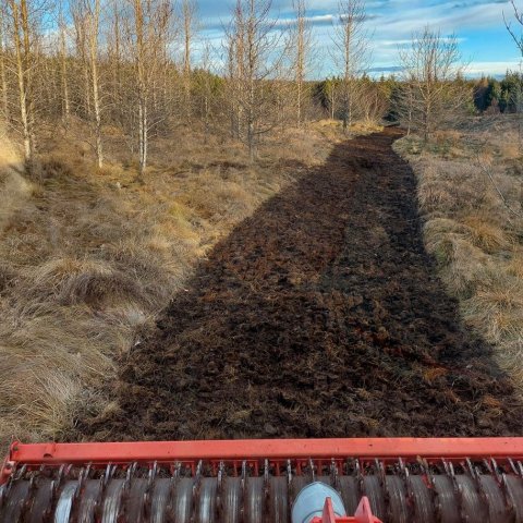 Skíðagöngubraut herfuð í ungum asparskógi. Ljósmynd: Ægir Freyr Hallgrímsson