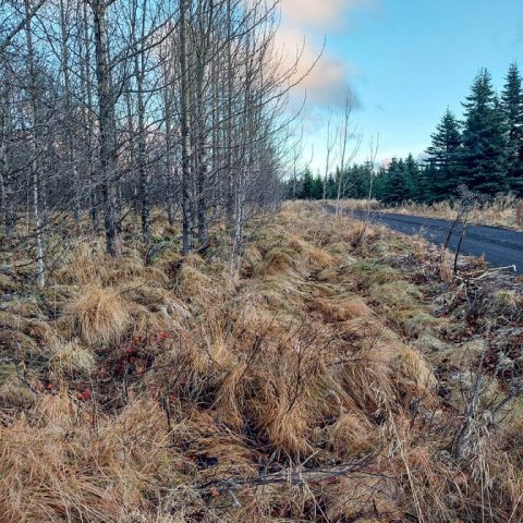 Ný byrjendabraut liggur á flatlendi í skjólbeltum nærri bílastæðinu. Ljósmynd: Ægir Freyr Hallgrímsson
