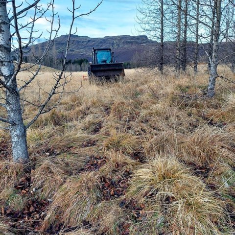 Ægir Freyr kemur á traktornum með herfið inn í skjólbeltin. Ljósmynd: Ægir Freyr Hallgrímsson