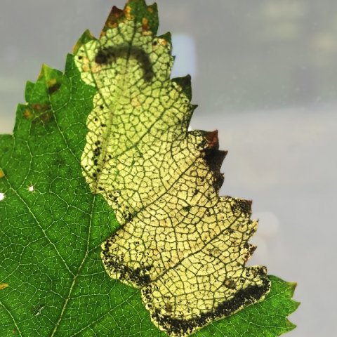 Lirfa birkiþélu innan í birkilaufblaði. Ljósmynd: Brynja Hrafnkelsdóttir