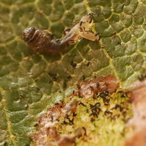 Sníkjulirfa að éta lirfu birkiþélu. Ljósmynd: Brynja Hrafnkelsdóttir