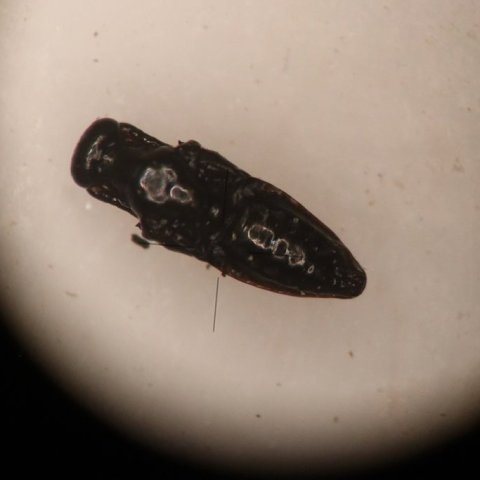 Púpa sem fannst í birkilaufblaði og er talin vera af nýjum óvini birkiþélu. Ljósmynd: Brynja Hrafnkelsdóttir