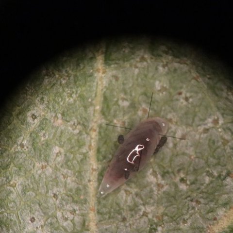 Stök lirfa nýju tegundarinnar sem virðist lifa á lirfum blaðætna innan í laufblöðum birkis. Ljósmynd: Brynja Hrafnkelsdóttir