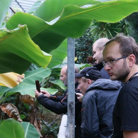 Í bananahúsi Garðyrkjuskólans að Reykjum. Ljósmynd: Pétur Halldórsson