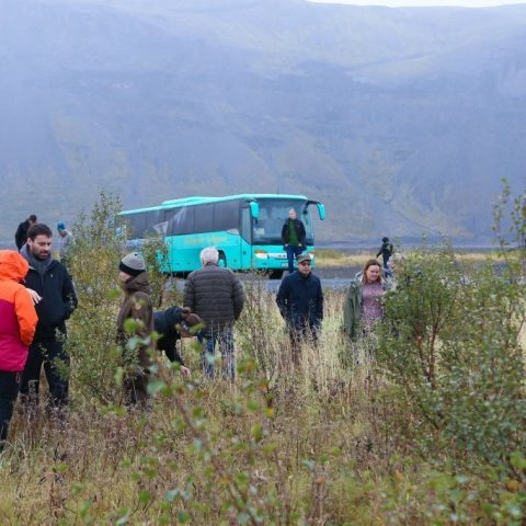 Á Hekluskógasvæðinu austan Búrfells. Ljósmynd: Pétur Halldórsson