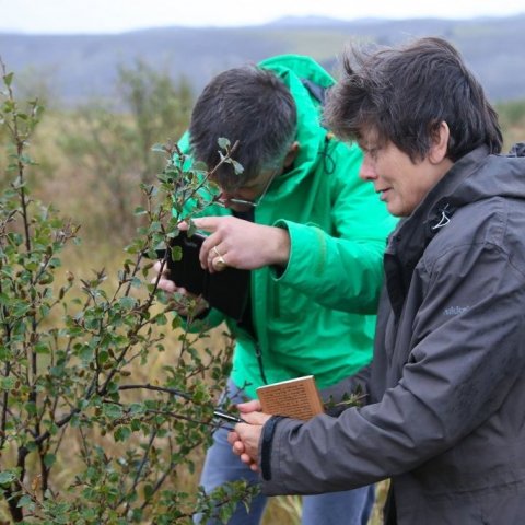 Fræreklar á 11 ára birki á Hekluskógasvæðinu myndaðir. Gengið inn í skóginn í Sandártungu Þjórsárdal. Ljósmynd: Pétur Halldórsson