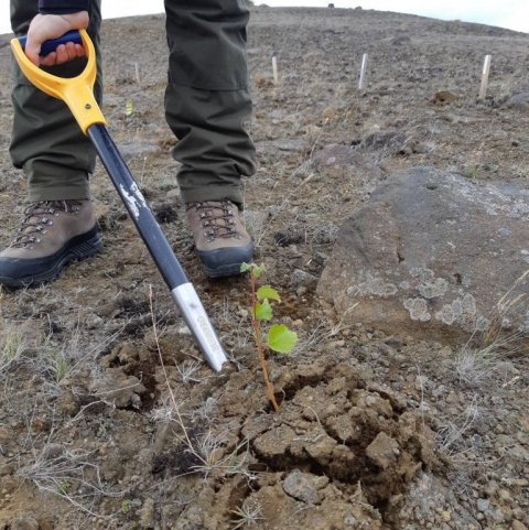 Mikilvægt er að rannsaka ástand trjáplantna eftir gróðursetningu, ekki aðeins ofan jarðar heldur einnig rótarástand. Ljósmynd: Rakel J. Jónsdóttir