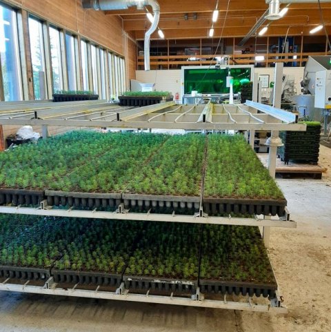 Tæknivædd trjáplöntustöð í Noregi. Ljósmynd: Rakel J. Jónsdóttir