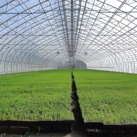 Aukin hagkvæmni og ræktunaröryggi fæst með stórum gróðurhúsum þar sem rækta má eina tegund í einu. Ljósmynd: Rakel J. Jónsdóttir