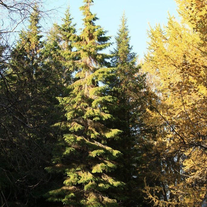 Rauðgreni í Garðsárreit Eyjafirði. Ljósmynd: Pétur Halldórsson