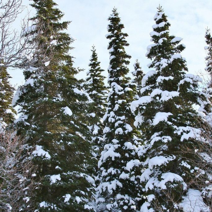 Rauðgreni á vetri. Ljósmynd: Pétur Halldórsson