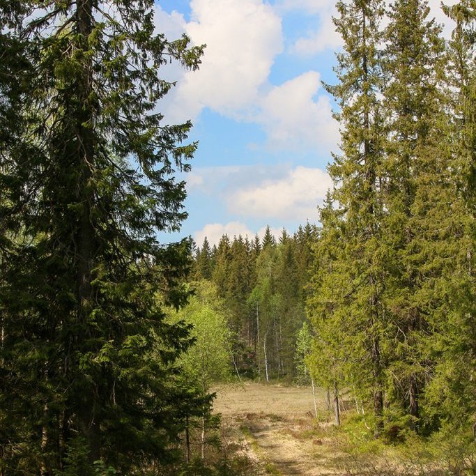 Í norskum rauðgreniskógi. Ljósmynd: Pétur Halldórsson