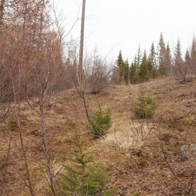 Sjálfsáin rauðgrenitré á Vöglum Þelamörk. Ljósmynd: Pétur Halldórsson