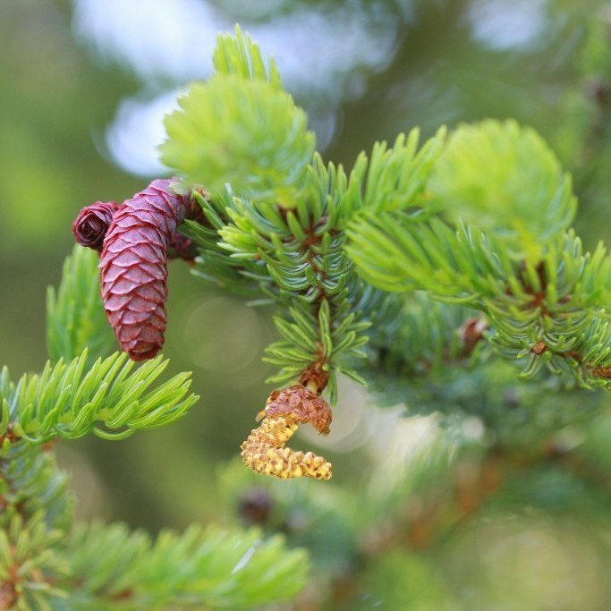 Kven- og karlreklar á rauðgreni. Ljósmynd: Pétur Halldórsson