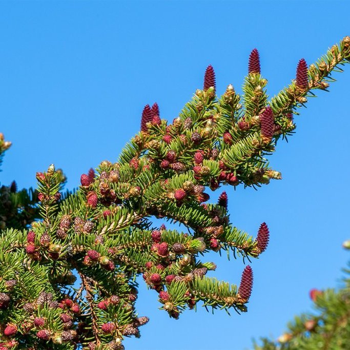 Rauðgreni í miklum blóma í Kjarnaskógi vorið 2022. Ljósmynd: Pétur Halldórsson