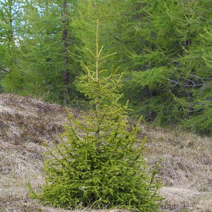 Rauðgreni í skjóli lerkis. Ljósmynd: Pétur Halldórsson