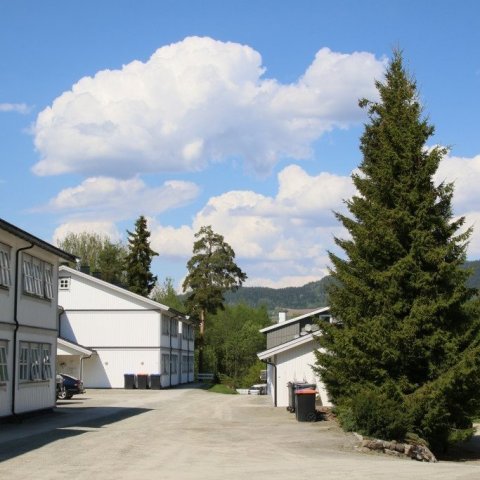 Fallegt rauðgrenitré í íbúðahverfi Moelv í Noregi. Ljósmynd: Pétur Halldórsson