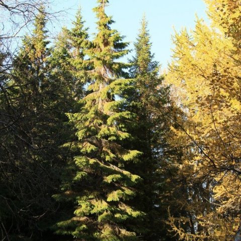 Rauðgreni í Garðsárreit Eyjafirði. Ljósmynd: Pétur Halldórsson