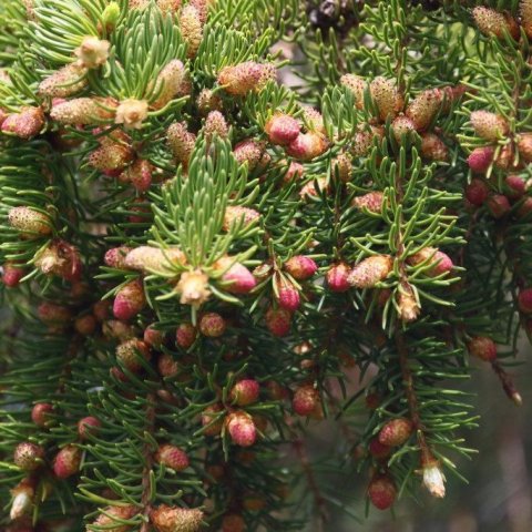Rauðgreni að hefja vöxt á vori. Ljósmynd: Pétur Halldórsson