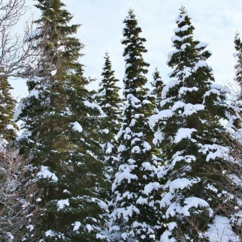 Rauðgreni á vetri. Ljósmynd: Pétur Halldórsson