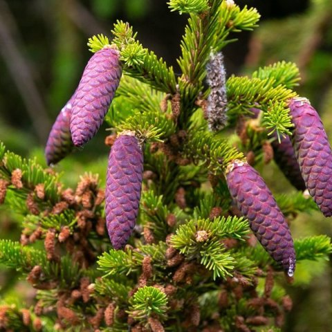 Hálfþroskaðir rauðgrenikönglar. Ljósmynd: Pétur Halldórsson
