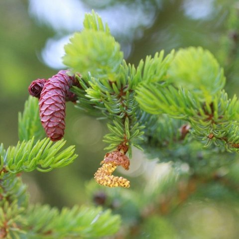 Kven- og karlreklar á rauðgreni. Ljósmynd: Pétur Halldórsson