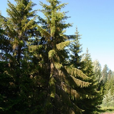 Rauðgreni í Vaglaskógi. Rauðgreni með hangandi hliðargreinar er kallað kambgreni. Ljósmynd: Þröstur Eysteinsson