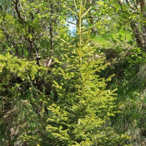 Ungt rauðgrenitré í skógarskjóli. Ljósmynd: Pétur Halldórsson
