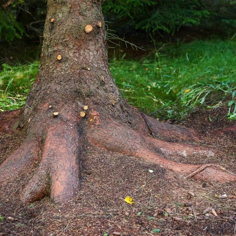Rauðgrenirót. Margt styður heitið „rauðgreni“ svo sem grunnlitur í stofni, blómgun á vorin, könglar í þroskaferli og fleira. Ljósmynd: Pétur Halldórsson