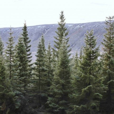 Rauðgreni í Sigríðarstaðaskógi Ljósavatnsskarði. Ljósmynd: Pétur Halldórsson