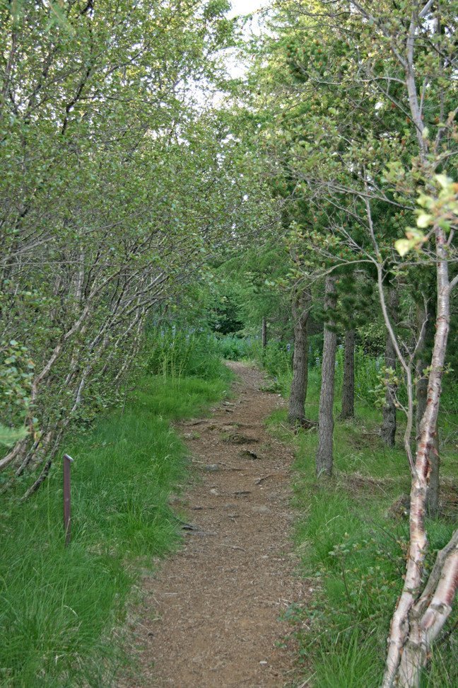 Í Reykjarhólsskógi